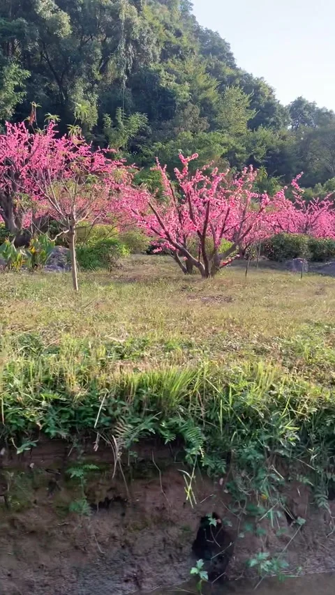 Blossom trees field Stock Footage 341276363
