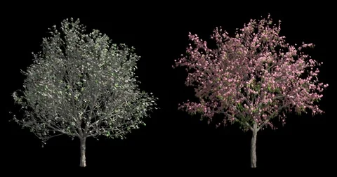 Blossom trees Stock Footage 59806628