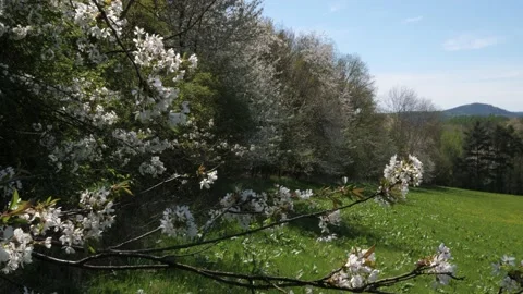 Blossom trees in Spring - tilt up Video stock 168311298