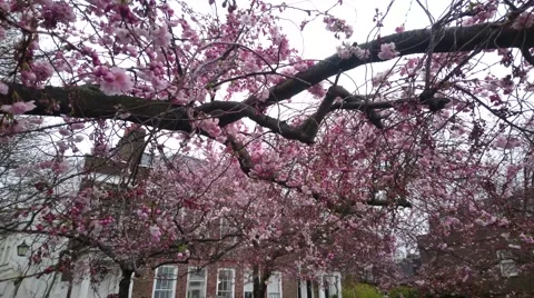 Blossom trees on the wind Video stock 61908428