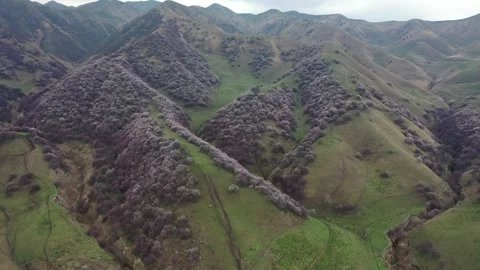 Blossom Trees X Pattern Mountain Slope Best Composition Stock Footage 339793416