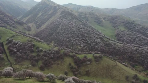 Blossom Valley Yurt Close Perspective Aerial Spring Stock Footage 339793393