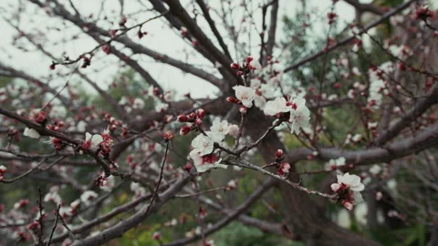 Blossom Of The White Flowers On The Cherry Tree Stock Footage 310681303