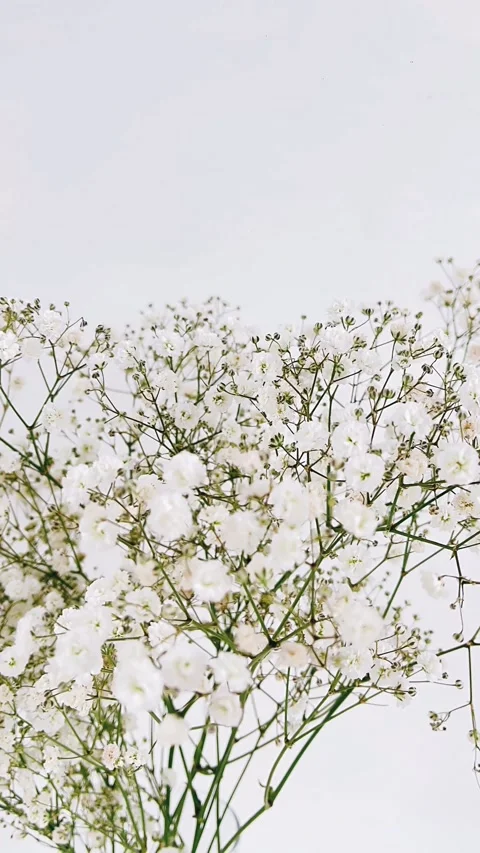 Blossom, white, herb, bunch, spring, flora, leaf, herbal, bloom, pink Stock Footage 240552945