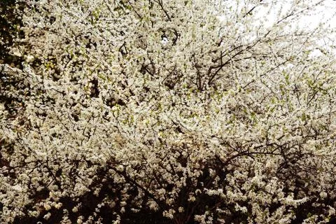 Blossom white tree Foto stock