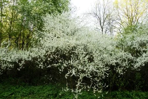 Blossom white trees Stock Photos