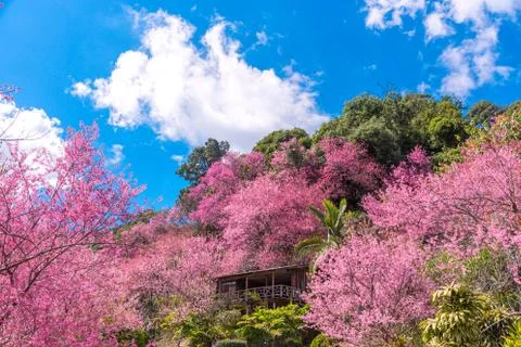 Blossom of Wild Himalayan Cherry (Prunus cerasoides) or Giant tiger flower. Stock Photos