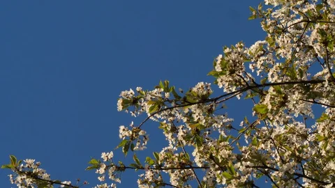 Blossom in the Wind Stock Footage 128787415
