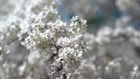 Blossom in the wind moving in slow motion Stock Footage