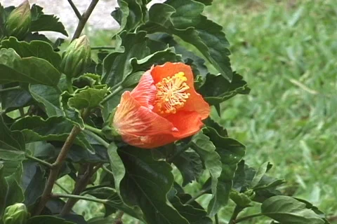 Blossom3 Video stock 70756