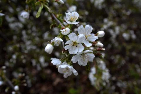 Blossom,Close-up of white cherry blossoms in spring Stock Photos