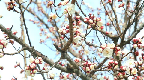 Blossomed almond tree Stock Footage 38020024