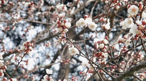 Blossomed almond tree Stock Footage 38022999
