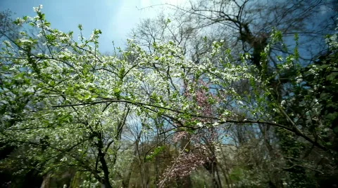 Blossomed Apple Tree Stock Footage 720897