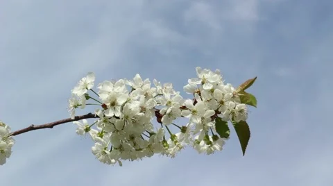 Blossomed cherry branch Stock Footage 51671014