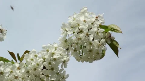 Blossomed cherry branch Stock Footage 51671023