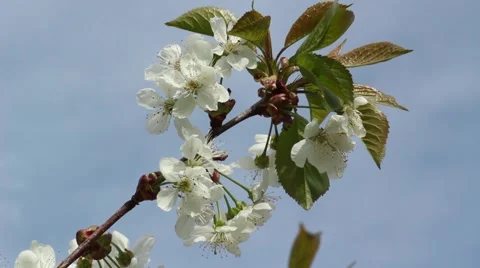 Blossomed cherry branch Stock Footage 51671028