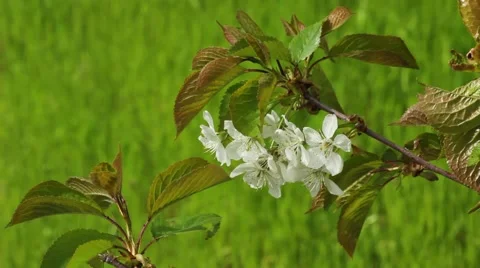 Blossomed cherry branch Stock Footage 51671038