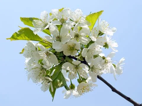 Blossomed cherry. Stock Photos