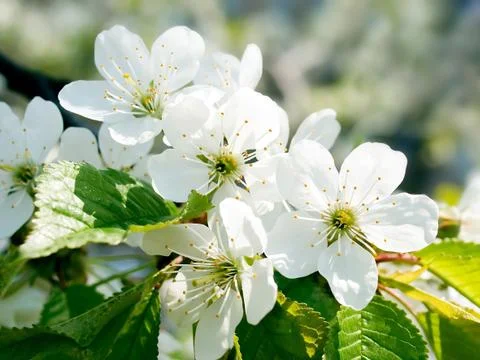 Blossomed cherry. Stock Photos