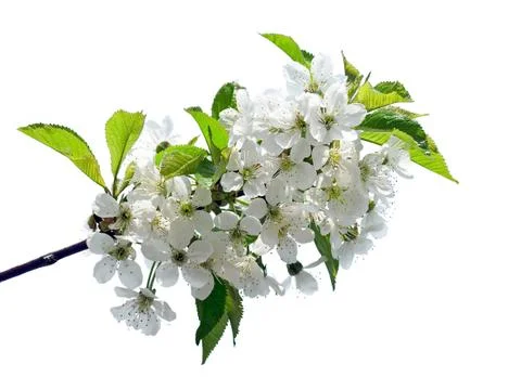 Blossomed cherry. Stock Photos