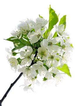 Blossomed cherry. Stock Photos