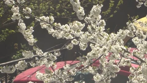 Blossomed cherry tree blown in the wind on a sunny day with city life audio Stock Footage 150827505