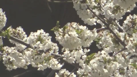 Blossomed cherry tree blown in the wind petals on a sunny day with city life Stock Footage 150827506