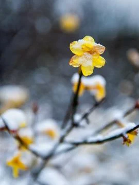 Blossomed flowers under the snow Stock Photos