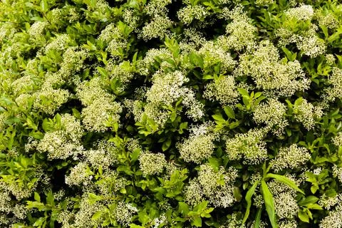 Blossomed hedge Stock Photos