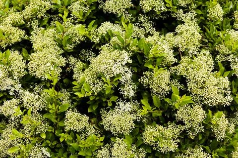 Blossomed hedge Stock Photos