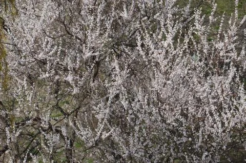 Blossomed spring flowers tree texture outdoors 库存照片