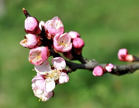 Blossomed tree - apricot Stock Photos