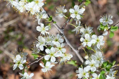 Blossomed tree Stock Photos