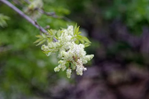 Blossomed tree Stock Photos