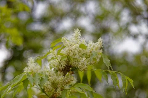 Blossomed tree Stock Photos
