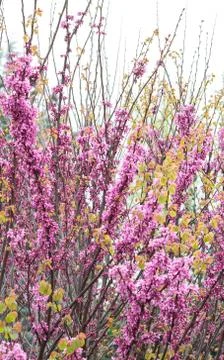 Blossomed tree in springtime. Stock Photos