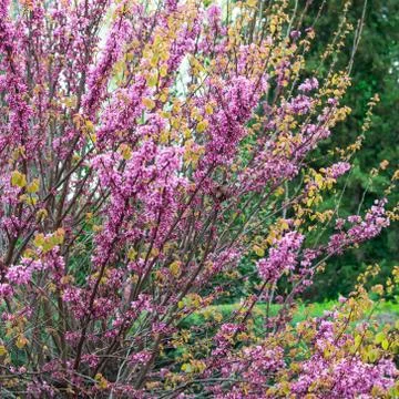 Blossomed tree in springtime. Stock Photos