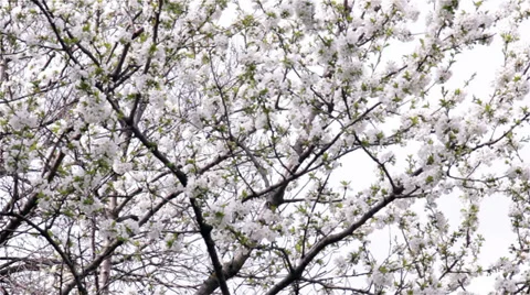 Blossomed Tree Top In The Wind Stock Footage 39583515
