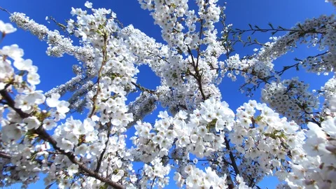 Blossomed Tree In White Flowers Stock Footage 128389850