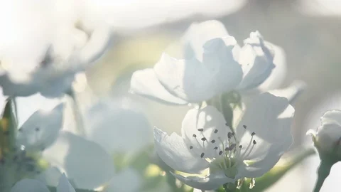 Blossoming 422HQ Stock Footage 122685585