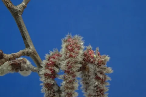 Blossoming abele, silverleaf poplar, white poplar, aspen. Timelapse colour key. Stock Footage 108344014