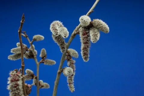 Blossoming abele, silverleaf poplar, white poplar, aspen. Timelapse colour key. Video stock 108370052