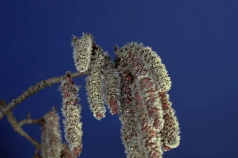Blossoming abele, silverleaf poplar, white poplar, aspen. Timelapse colour key. Stock Footage 108385097