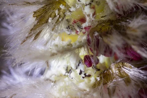 Blossoming abele, silverleaf poplar, white poplar, aspen. Timelapse colour key. Stock Footage 108447765