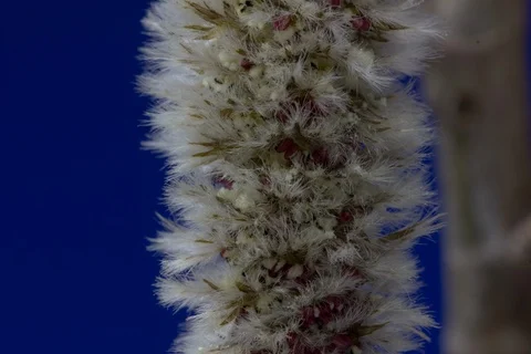 Blossoming abele, silverleaf poplar, white poplar, aspen. Timelapse colour key. Stock Footage 108455861