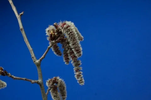 Blossoming abele, silverleaf poplar, white poplar, aspen. Timelapse colour key. Stock Footage 108458528