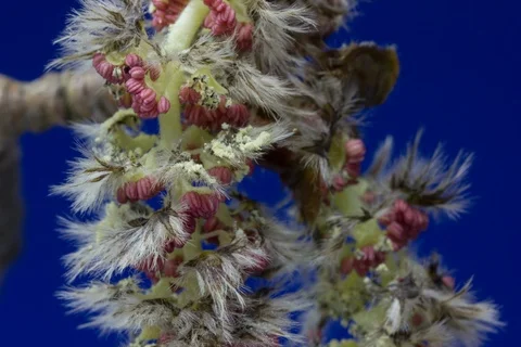 Blossoming abele, silverleaf poplar, white poplar, aspen. Timelapse colour key. Stock Footage 108459061