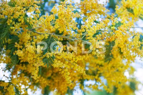 Blossoming Acacia Stock Photos