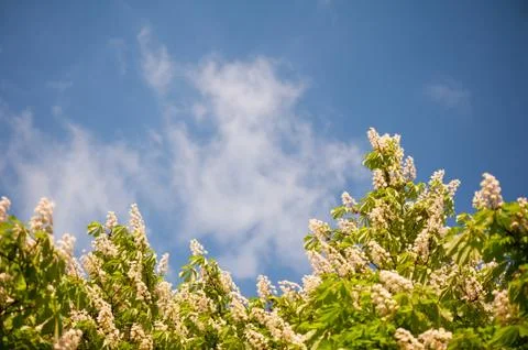 Blossoming Aesculus tree on blue sky in sunlight Stock Photos